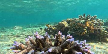 Of coral reefs and climate change: How carbonate factories and currents shape Lakshadweep’s future