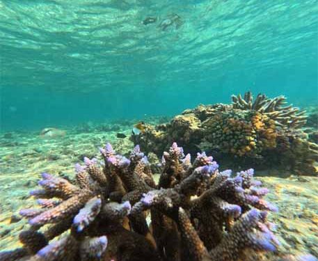 Of coral reefs and climate change: How carbonate factories and currents shape Lakshadweep’s future