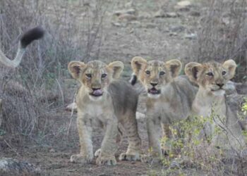 World Lion Day 2025 to be celebrated tomorrow at Barda Wildlife Sanctuary in Dwarka, Gujarat