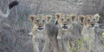 World Lion Day 2025 to be celebrated tomorrow at Barda Wildlife Sanctuary in Dwarka, Gujarat