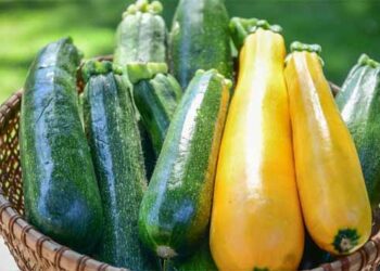 Raksha Bandhan Special: Zucchini Fiesta !!!