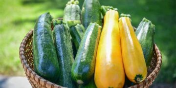 Raksha Bandhan Special: Zucchini Fiesta !!!