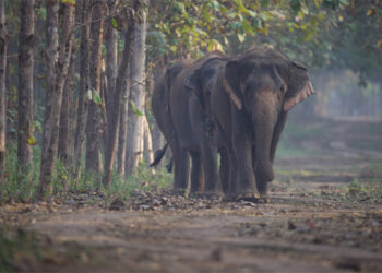 ‘Vantara Rescue Rangers’ Returns with exciting 2025 edition of wildlife adventures for children