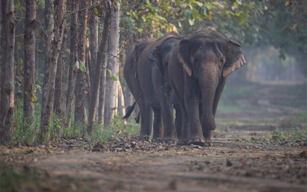 ‘Vantara Rescue Rangers’ Returns with exciting 2025 edition of wildlife adventures for children