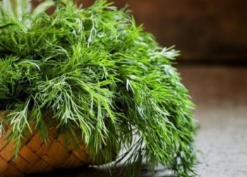 Nature’s green wonder: The power of Dill Leaf in health and cuisine
