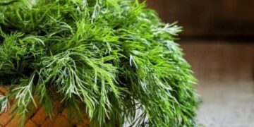 Nature’s green wonder: The power of Dill Leaf in health and cuisine
