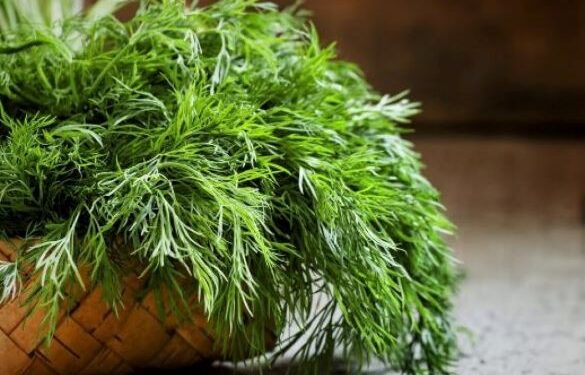 Nature’s green wonder: The power of Dill Leaf in health and cuisine