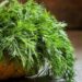Nature’s green wonder: The power of Dill Leaf in health and cuisine