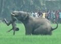 Human-elephant conflicts turn deadly in Tamil Nadu: Calls grow for collaborative action