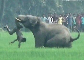 Human-elephant conflicts turn deadly in Tamil Nadu: Calls grow for collaborative action