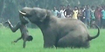 Human-elephant conflicts turn deadly in Tamil Nadu: Calls grow for collaborative action
