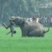 Human-elephant conflicts turn deadly in Tamil Nadu: Calls grow for collaborative action