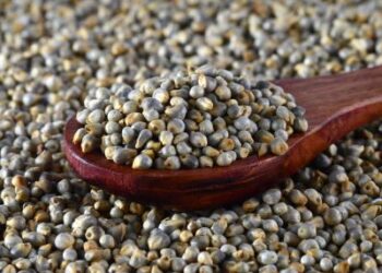 Sunday Special; Pearl Millet Fiesta