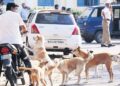 SC cracks down on stray dog and cattle menace across India