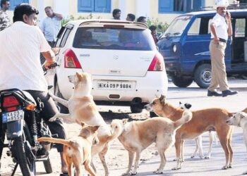 SC cracks down on stray dog and cattle menace across India