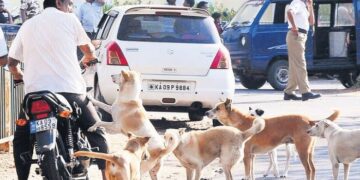 SC cracks down on stray dog and cattle menace across India