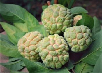 Sunday Special: Have the season’s most luscious superfood — the Custard Apple