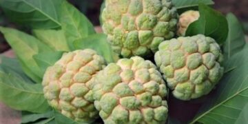 Sunday Special: Have the season’s most luscious superfood — the Custard Apple