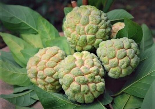 Sunday Special: Have the season’s most luscious superfood — the Custard Apple