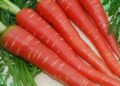 Crunch into winter: The Carrot Fiesta that makes healthy eating fun for kids and youth