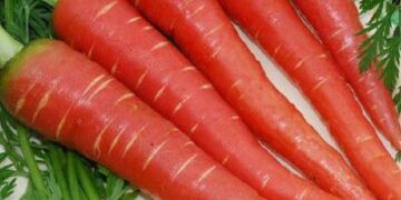 Crunch into winter: The Carrot Fiesta that makes healthy eating fun for kids and youth