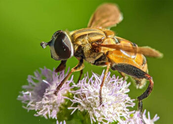 IITGN–Northeastern University study warns of severe threat to tropical pollination networks