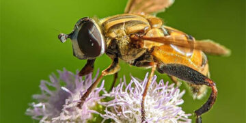 IITGN–Northeastern University study warns of severe threat to tropical pollination networks