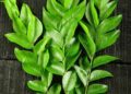 Curry Leaves: India’s Aromatic Superleaf That Nourishes Body, Mind and Cuisine