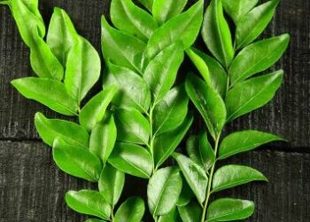 Curry Leaves: India’s Aromatic Superleaf That Nourishes Body, Mind and Cuisine