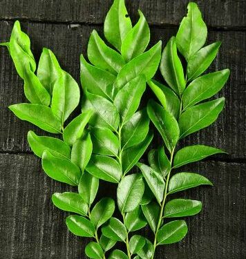 Curry Leaves: India’s Aromatic Superleaf That Nourishes Body, Mind and Cuisine