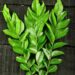 Curry Leaves: India’s Aromatic Superleaf That Nourishes Body, Mind and Cuisine