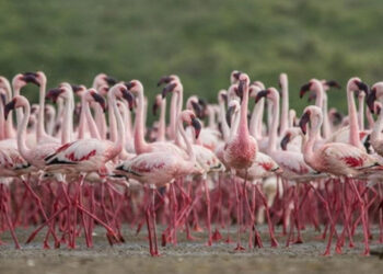 Gujarat’s Chhari-Dhand Bird Sanctuary joins Ramsar Hallmark as India’s wetlands tally nears 100