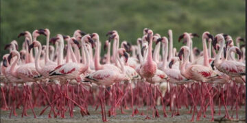 Gujarat’s Chhari-Dhand Bird Sanctuary joins Ramsar Hallmark as India’s wetlands tally nears 100