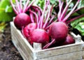 Ruby power on your plate: Why Beetroot deserves a daily spot in your diet