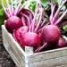 Ruby power on your plate: Why Beetroot deserves a daily spot in your diet