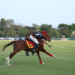 Polo, policy & power play: Defence Minister calls for PPP push to power India’s sporting rise