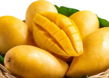 Mango Mania 2K26: The king returns in all his juicy glory!