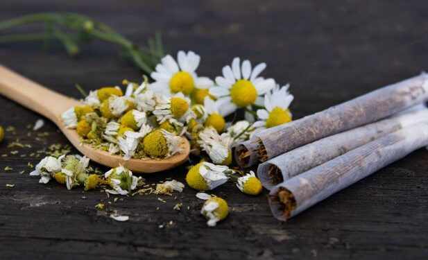 Natural Doesn’t Mean Safe: IIT Gandhinagar Study Exposes Hidden Dangers of Herbal Cigarettes