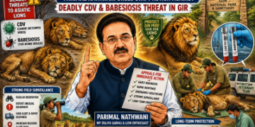 Alarm Over Lion Health Crisis: Parimal Nathwani Urges Swift Action Against Deadly CDV and Babesiosis Threat in Gir