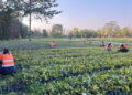 From Black Gold to Green Glory: Adani’s Surguja Coal Mine Emerges as a Living Forest with 1.6 Million Trees