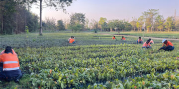 From Black Gold to Green Glory: Adani’s Surguja Coal Mine Emerges as a Living Forest with 1.6 Million Trees