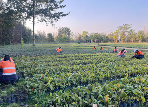 From Black Gold to Green Glory: Adani’s Surguja Coal Mine Emerges as a Living Forest with 1.6 Million Trees