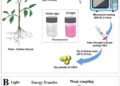 From Tulsi to Tomorrow: IIT Gandhinagar Turns Everyday Medicinal Plants into Nano Warriors Against Toxic Pollution