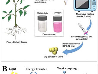 From Tulsi to Tomorrow: IIT Gandhinagar Turns Everyday Medicinal Plants into Nano Warriors Against Toxic Pollution