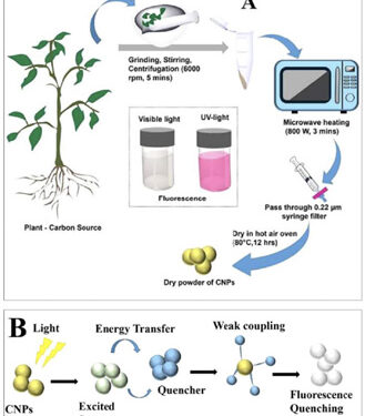 From Tulsi to Tomorrow: IIT Gandhinagar Turns Everyday Medicinal Plants into Nano Warriors Against Toxic Pollution