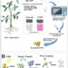 From Tulsi to Tomorrow: IIT Gandhinagar Turns Everyday Medicinal Plants into Nano Warriors Against Toxic Pollution