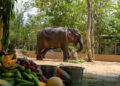 From pain to protection: Maniki’s journey to Vantara offers a second chance at dignity, healing and humane elephant care