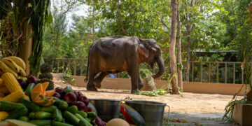 From pain to protection: Maniki’s journey to Vantara offers a second chance at dignity, healing and humane elephant care