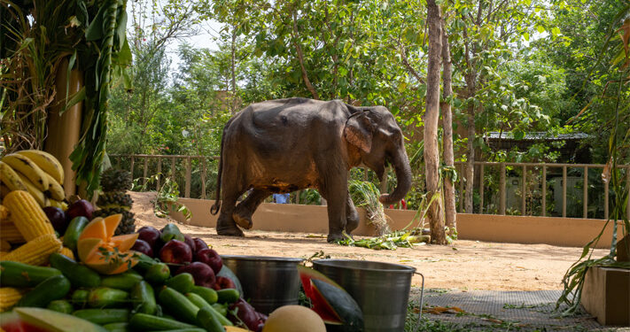 From pain to protection: Maniki’s journey to Vantara offers a second chance at dignity, healing and humane elephant care