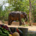 From pain to protection: Maniki’s journey to Vantara offers a second chance at dignity, healing and humane elephant care